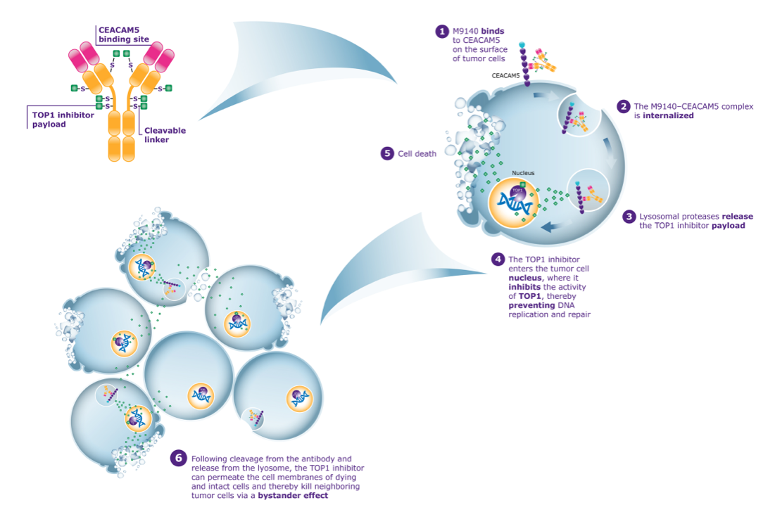 /content/dam/web/healthcare-hcp/oncology-hub/Article - CEACAM5 - Fig--1.png