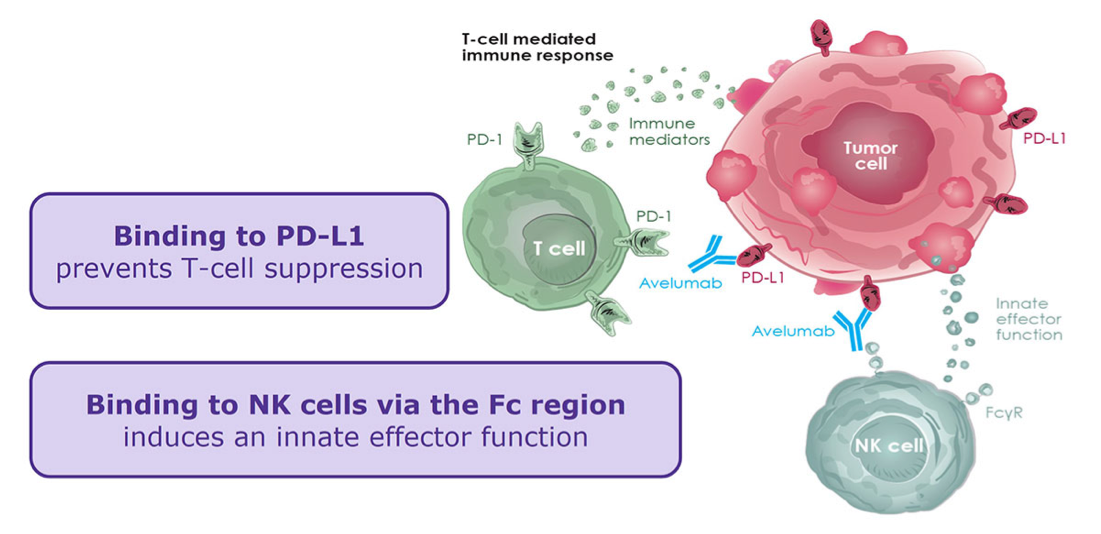 /content/dam/web/healthcare-hcp/oncology-hub/Article-PD-L1_Targeting-Fig--1.png