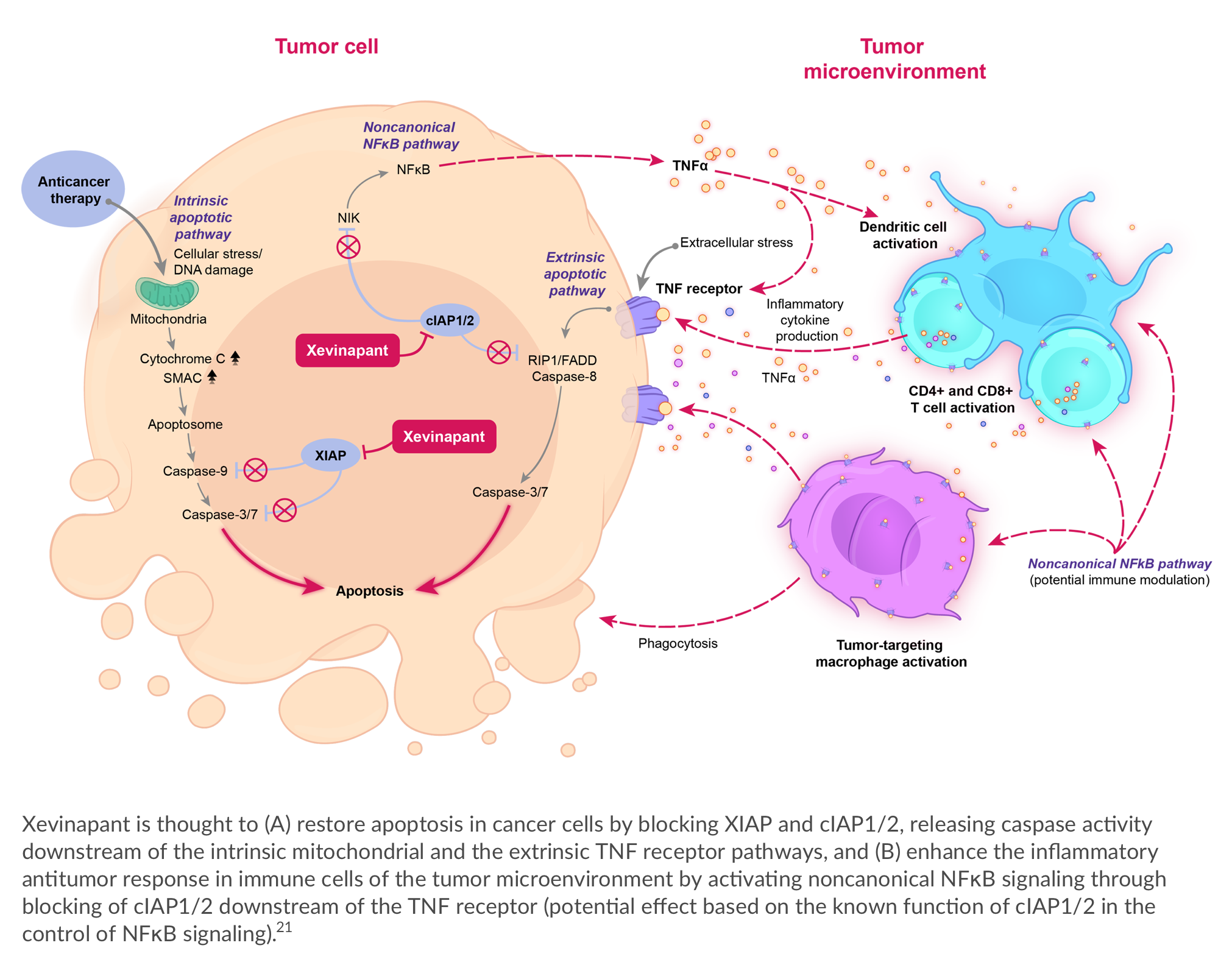 /content/dam/web/healthcare-hcp/oncology-hub/iap-inhibation-updated.png